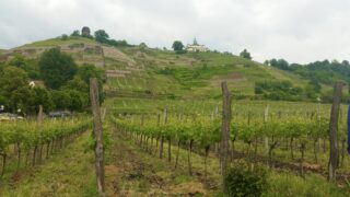 Ein Weinberg mit Reihen von Traubenpflanzen erstreckt sich über einen sanften Hügel. Im Hintergrund sind steile Terrassen sichtbar, neben denen ein Gebäude und Bäume stehen, unter einem bewölkten Himmel.