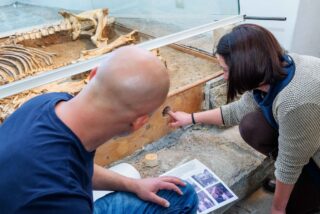Eine Frau zeigt in einer Museumsvitrine auf einen Punkt neben einem Tierknochen-Exponat, während ein Mann davor sitzt und eine Broschüre hält.