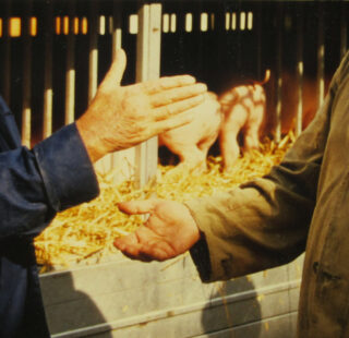 Zwei Hände, die sich im Vordergrund zum Händedruck treffen, während im Hintergrund Schweine in einem Stall auf Stroh stehen.